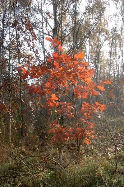 Herbst am Ludwigsee 2011