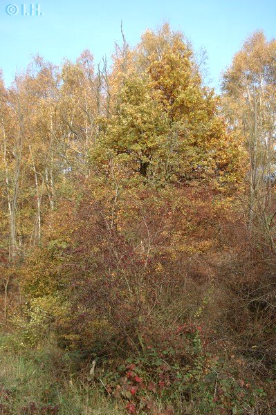 Herbst am Ludwigsee 2011