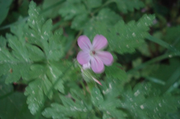 Irrgarten Altjessnitz