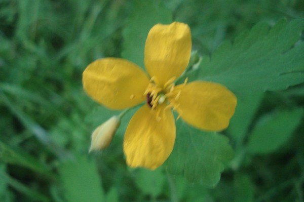 Irrgarten Altjessnitz