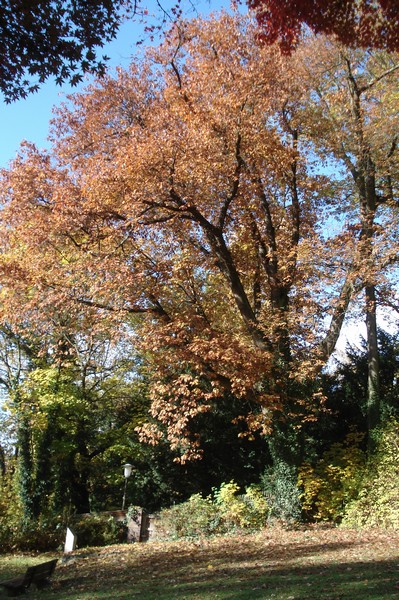 Burgberggarten Erlangen 1.11.08