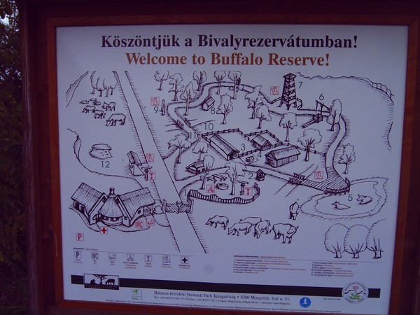 Büffelreservat, Nähe Balaton