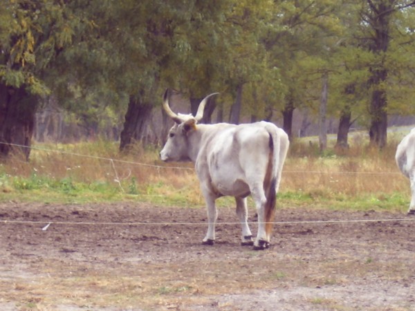 Bffelreservat, Nhe Balaton