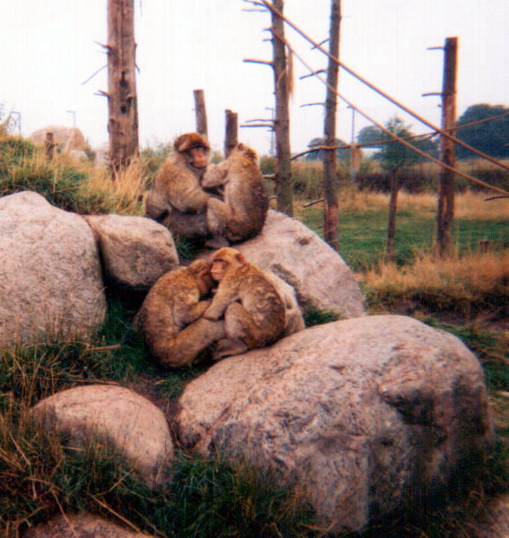 Safaripark 1995