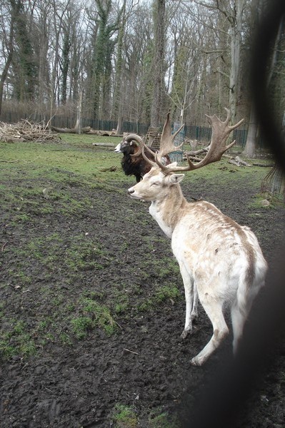 Tierpark Kthen Mrz 2009