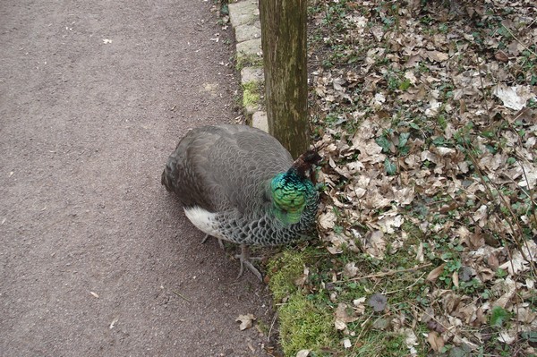 Tierpark Kthen Mrz 2009