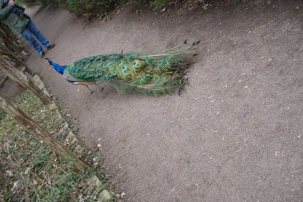 Tierpark Kthen Mrz 2009