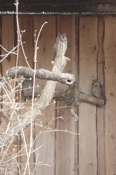 Tierpark Kthen Mrz 2009