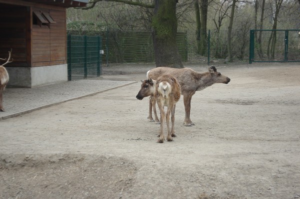 Tierpark Berlin 5.4.09