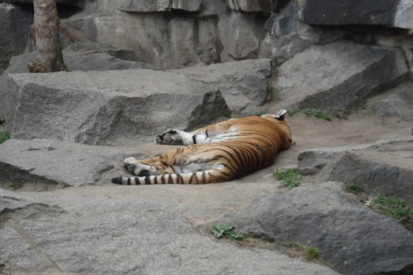 Tierpark Berlin 5.4.09