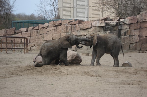 Tierpark Berlin 5.4.09