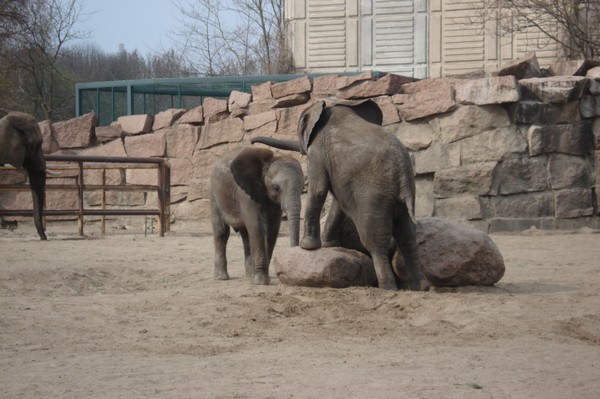 Tierpark Berlin 5.4.09