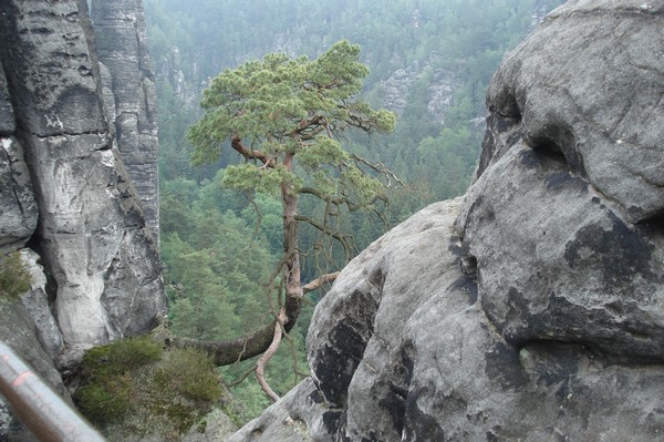 unsere Wanderung.Felsenburg Neurathen 31.5.09