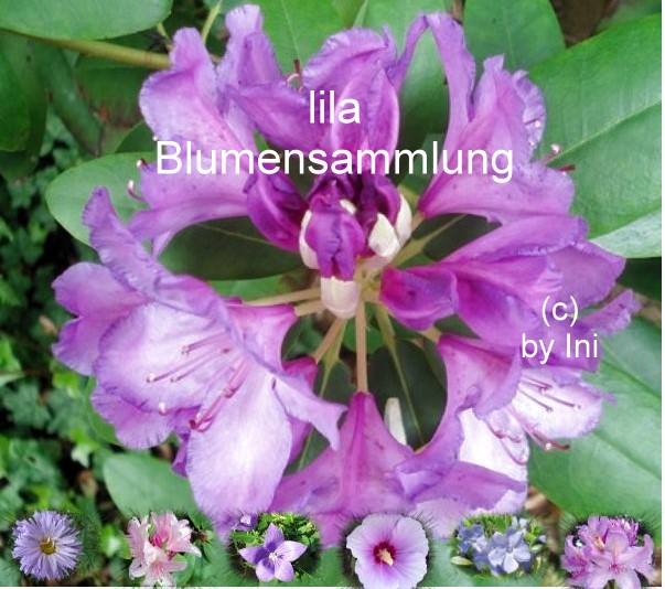 lila Blumensammlung