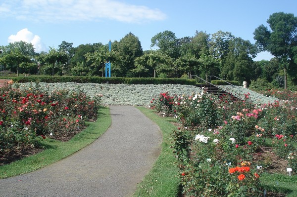 Rosarium Sangerhausen 26.7.09