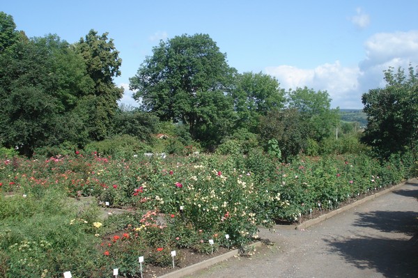 Rosarium Sangerhausen 26.7.09