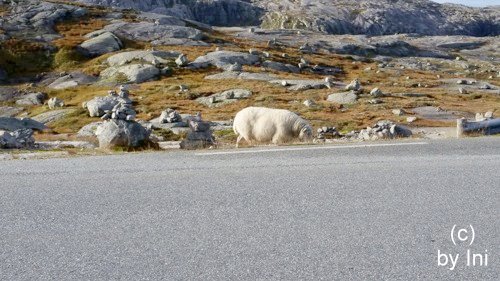 Schafe in Norwegen