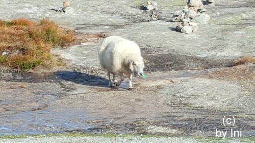 Schafe in Norwegen