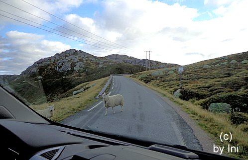 Schafe in Norwegen