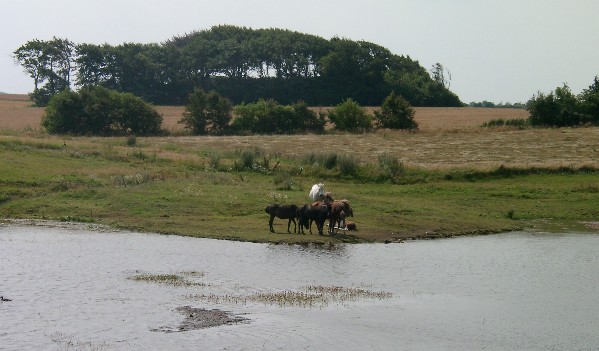 Dnemark, Landschaft auf Thyholm