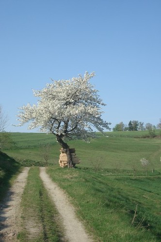 Mittelndorf 2011