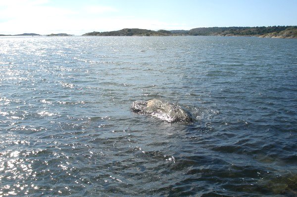 Weg zwischen Kunglv und Marstrand Schweden 2011