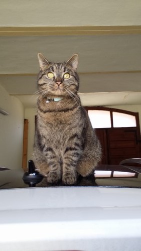 Lulu