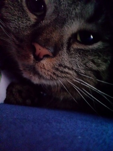 Lulu