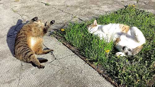 Biene und Lulu