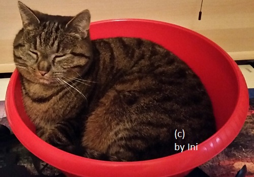 Lulu