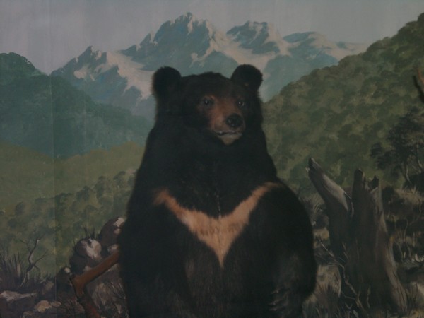 Brijuni Nationalpark 2004