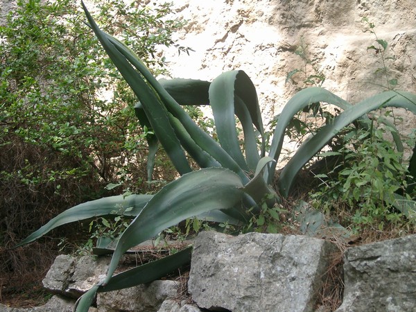 Brijuni Nationalpark 2004