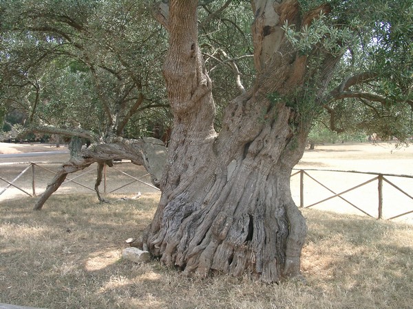 Brijuni Nationalpark 2004