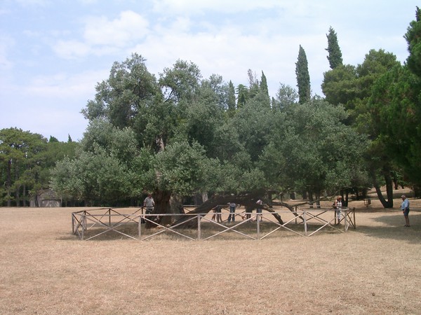 Brijuni Nationalpark 2004