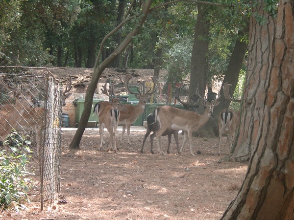 Brijuni Nationalpark 2004