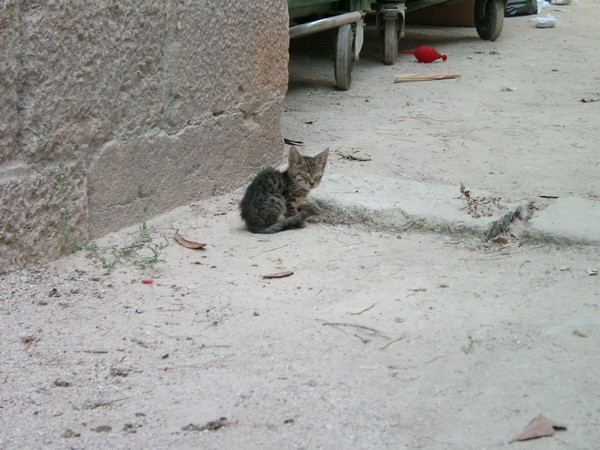 Katze mit viel zu groen Ohren in Porec 2004