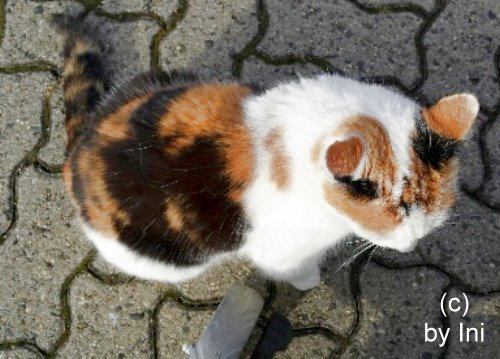 Katze in unserer Strae