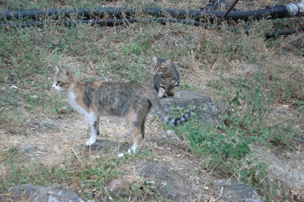 Katze auf dem CP Flamino Village Rom 2007