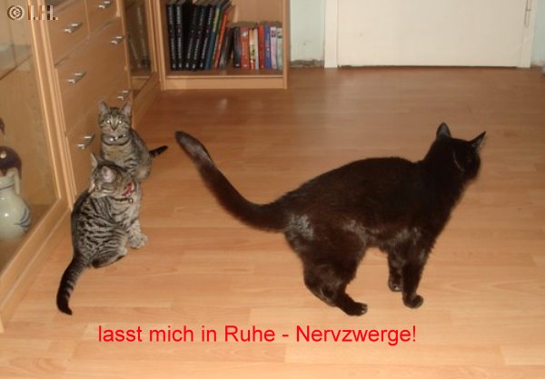 Bildbeitrag 1   3 Katzen