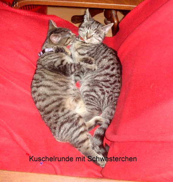 Bildbeitrag 1   3 Katzen