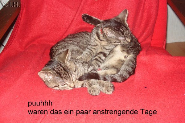 Bildbeitrag 1   3 Katzen