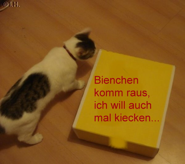 Bienchen und Fienchen, Spiel mit dem Karton Jan.2011