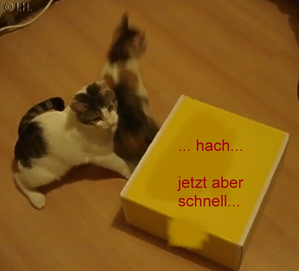 Bienchen und Fienchen, Spiel mit dem Karton Jan.2011