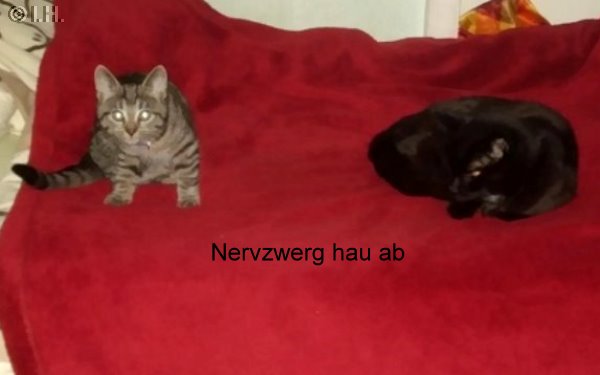 Bildbeitrag 1   3 Katzen