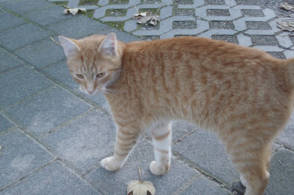 Katze in Eisleben 17.10.08