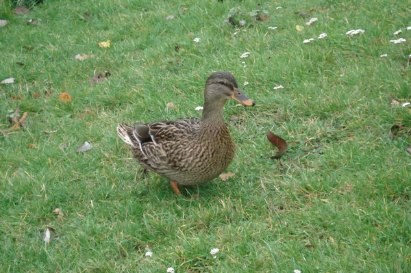 Schnattervolk in Wettin, Herbst 2008