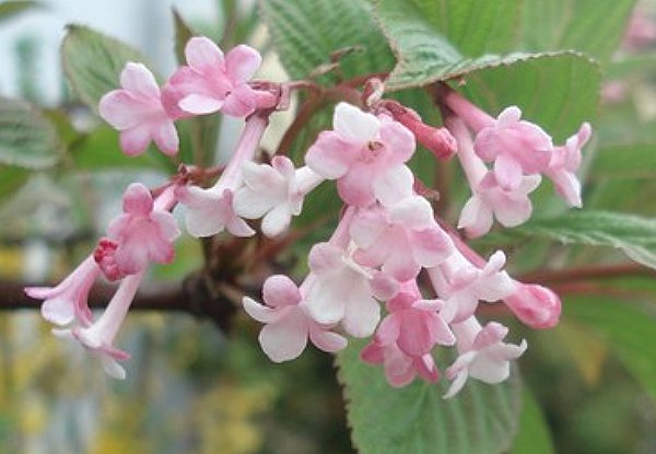 Blmchen, aufgenommen in Bad Dben 2010