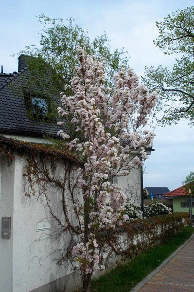 Blmchen, aufgenommen in Bad Dben 2010