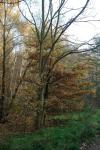 Herbst am Ludwigsee 2011